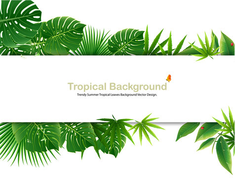 Tropical island spring of beautiful plants green and adstract bachgrounds.