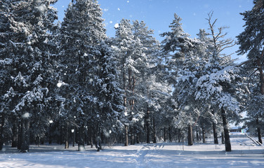 magic pine forest in winter season in snow