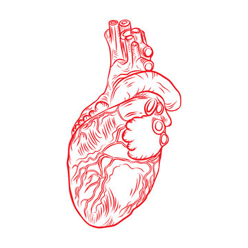 Red human heart with aorta, veins and arteries isolated on white background. For cardiology or medical design. Hand drawn flesh tattoo concept. Vector.