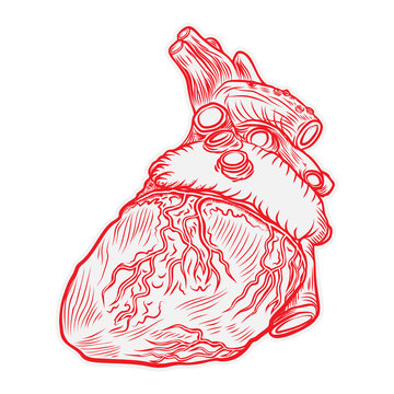 Heart hand drawn isolated on a white background. Hand drawn anatomical flesh tattoo human heart with detailed veins. Vector.