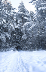 magic pine forest in winter season in snow