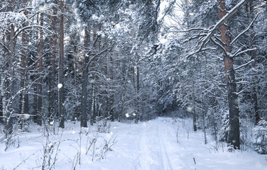 magic pine forest in winter season in snow