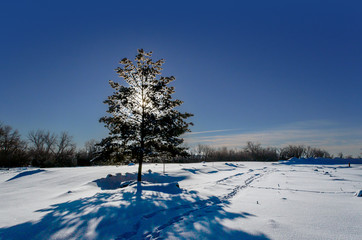 Frosty, snowy night with a blue sky,  Christmas tree at night