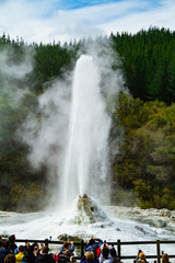 lady knox geyser new zealand