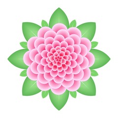 Pink dahlia flower isolated on white background.