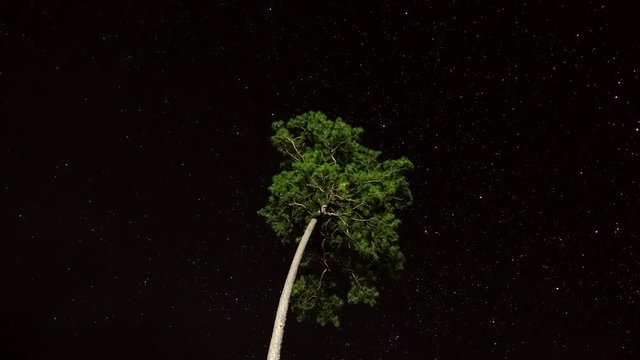 tall tropical pine tree with starry night sky background time lapse shot