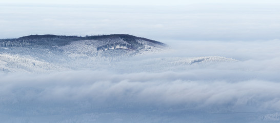 forest winter foggy landscape