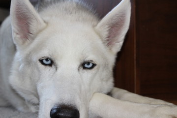siberian husky with beautiful blue eyes and white fur coat