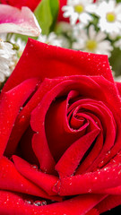 Red rose and flower in bouquet./ Red rose and flower in bouquet on Valentine day.