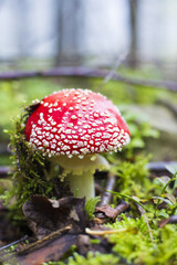 red mushroom