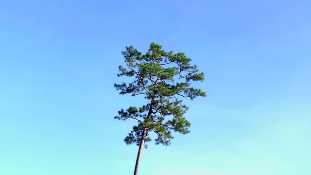 tall tropical pine tree with clear sky background time lapse shot