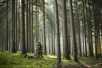 Fototapeta premium foggy forest with mohil