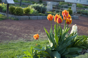 Elizabeth Park Seven - Orange Tulips