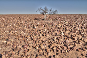 Sturt Stony desert in the Innamincka regional reserve, South Australia.