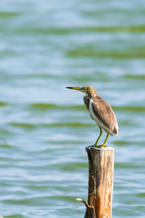 Chinese Pond Heron Ardeola bacchus.