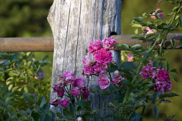 Elizabeth Park Nine- Rose Garden