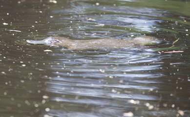 Platypus swimming in a Tasmanian river.