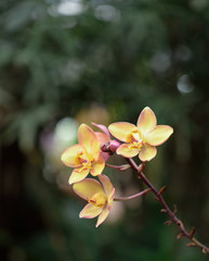 Beautiful orchid flower with natural background.