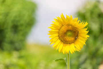 Sunflower in the nature background