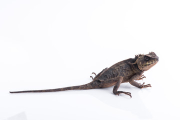 Scale-Bellied Tree Lizard on white background , Lizard of Thailand