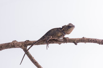 Scale-Bellied Tree Lizard on white background , Lizard of Thailand