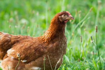 chicken