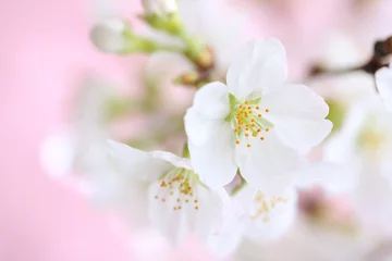 Stickers pour porte Fleur de cerisier 桜の花　ピンクの和紙背景
