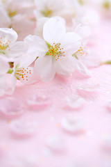 Obraz na płótnie Canvas 桜の花　ピンクの和紙背景