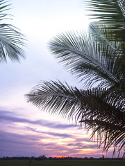 Palm tress fronds at sunset in rural Thailand