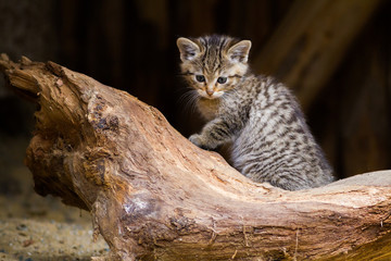 wild cat kitten