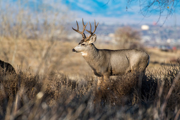 A Mule Deer Buck on a Cold Colorado Morning