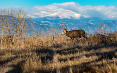 A Mule Deer Buck Walking in a Field with Mountains in the Background