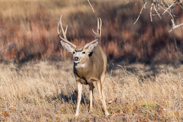 A Mule Deer Buck in Colorado
