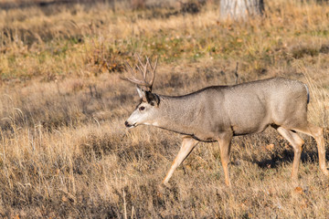A Mule Deer Buck Walking in a Farm Field in Colorado