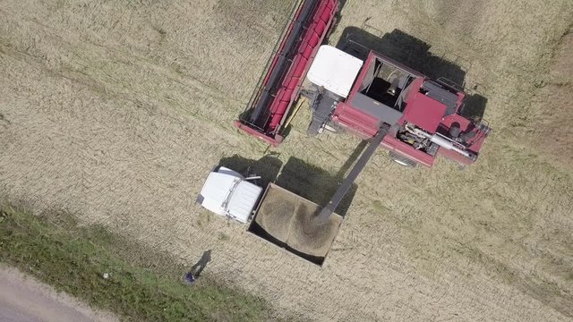 комбайн засыпает зерно рапса в кузов грузовика / уборка урожая рапса комбаином