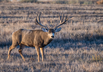 A Very Large Mule Deer Buck with Huge Antlers in Colorado During Fall