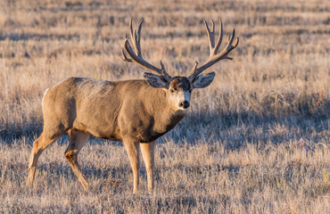 A Very Large Mule Deer Buck with Huge Antlers in Colorado During Fall