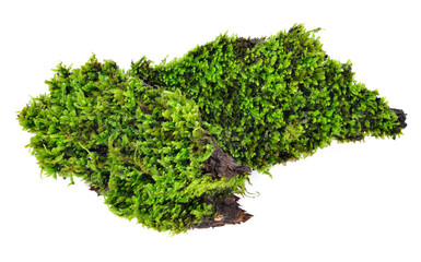 Fototapeta premium Green moss isolated on white bakground