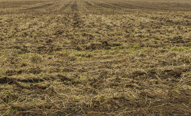 Plowed field. Soil prepared for sowing seeds and planting.
