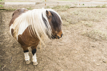 Portrait of a pony. Pony in the countryside.