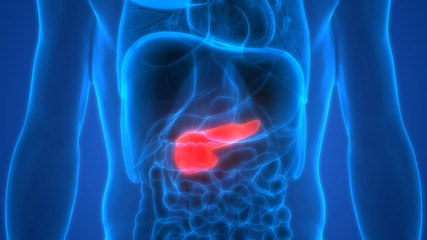 Human Body Organs Anatomy (Pancreas) - obrazy, fototapety, plakaty
