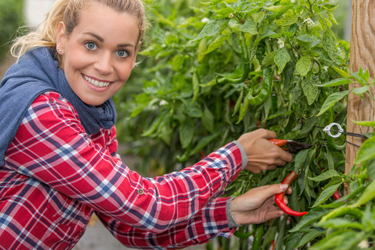 female farmer with sweet chili