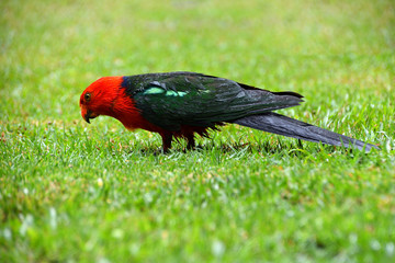 King Parrots in the Rain