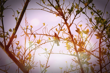 Small  Bird on big Tree in retro style