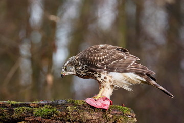 Birds of prey - Young northern goshawk (Accipiter gentilis). Wildlife scenery, Slovakia, Europe.