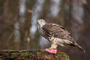 Birds of prey - Young northern goshawk (Accipiter gentilis). Wildlife scenery, Slovakia, Europe.