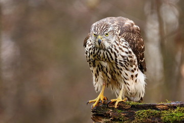 Birds of prey - Young northern goshawk (Accipiter gentilis). Wildlife scenery, Slovakia, Europe.