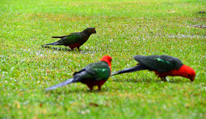 King Parrots in the Rain