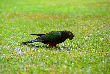 King Parrots in the Rain