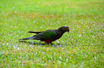 King Parrots in the Rain